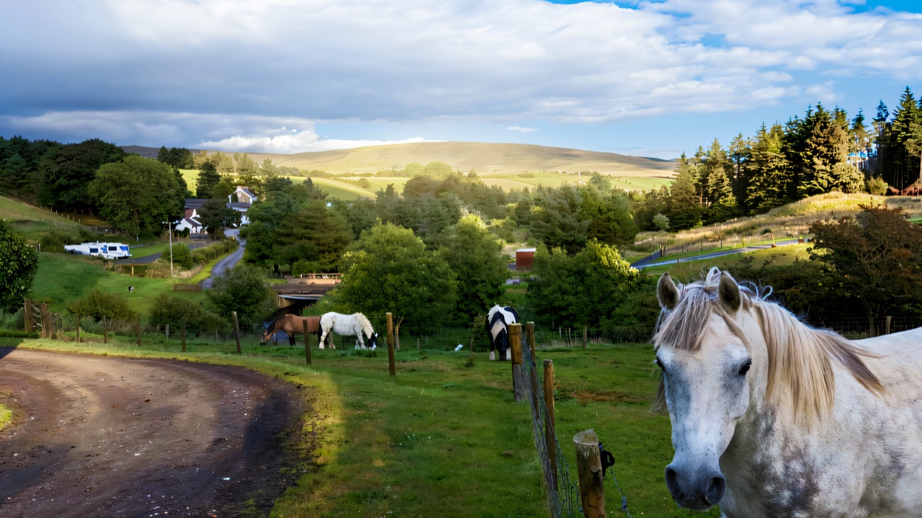 Ponies grazing in a green field with a white pony in the foreground, the farmhouse and open Glens hills behind