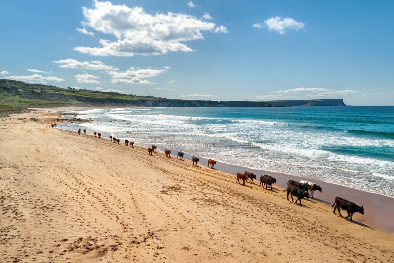 A line of cattle walking along the sand at the edge of the surf at White Park Bay with the coast behind