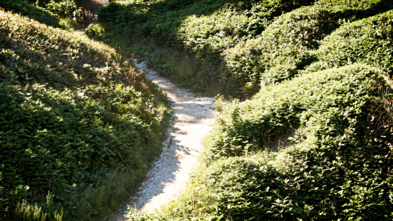 A wooden footbridge and chalky path winding down through the greenery to the busy sand below