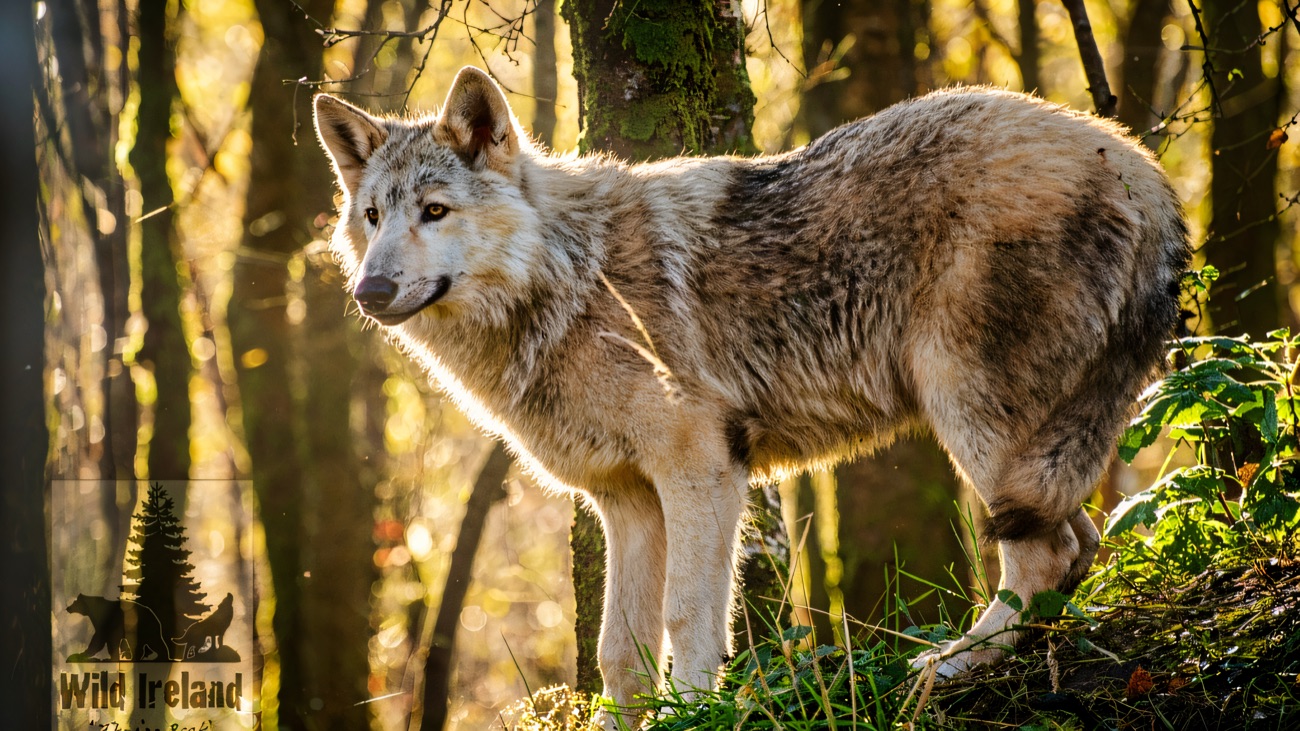 A grey wolf standing in golden autumn woodland at Wild Ireland
