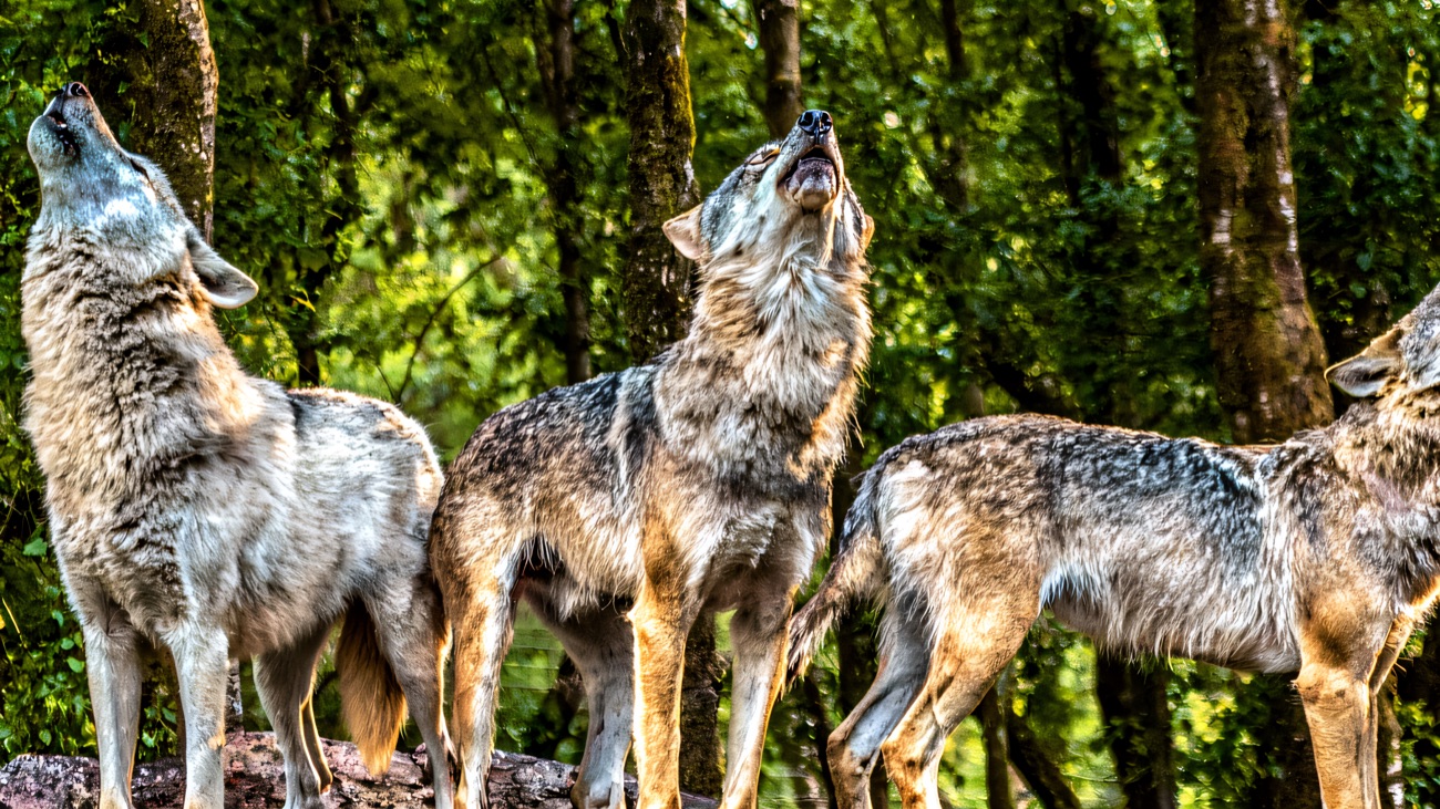 Three grey wolves howling together on a rock in the green woodland enclosure