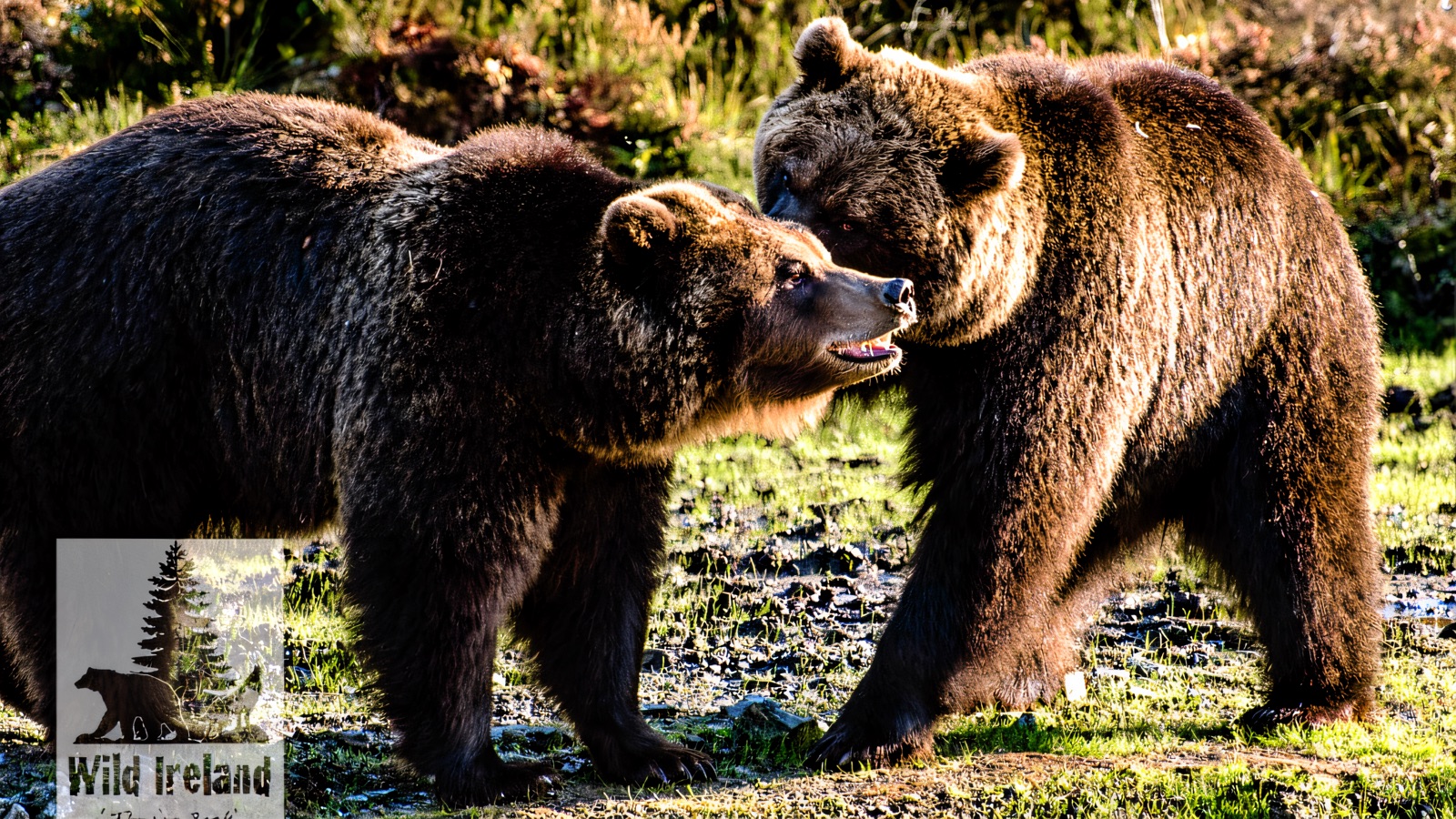 Two rescued brown bears meeting nose-to-nose on the grass in their woodland enclosure at Wild Ireland