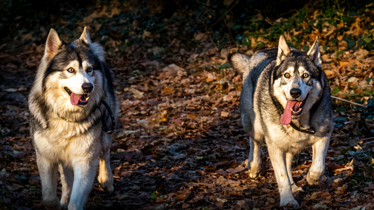Both direwolves racing through the golden autumn woods