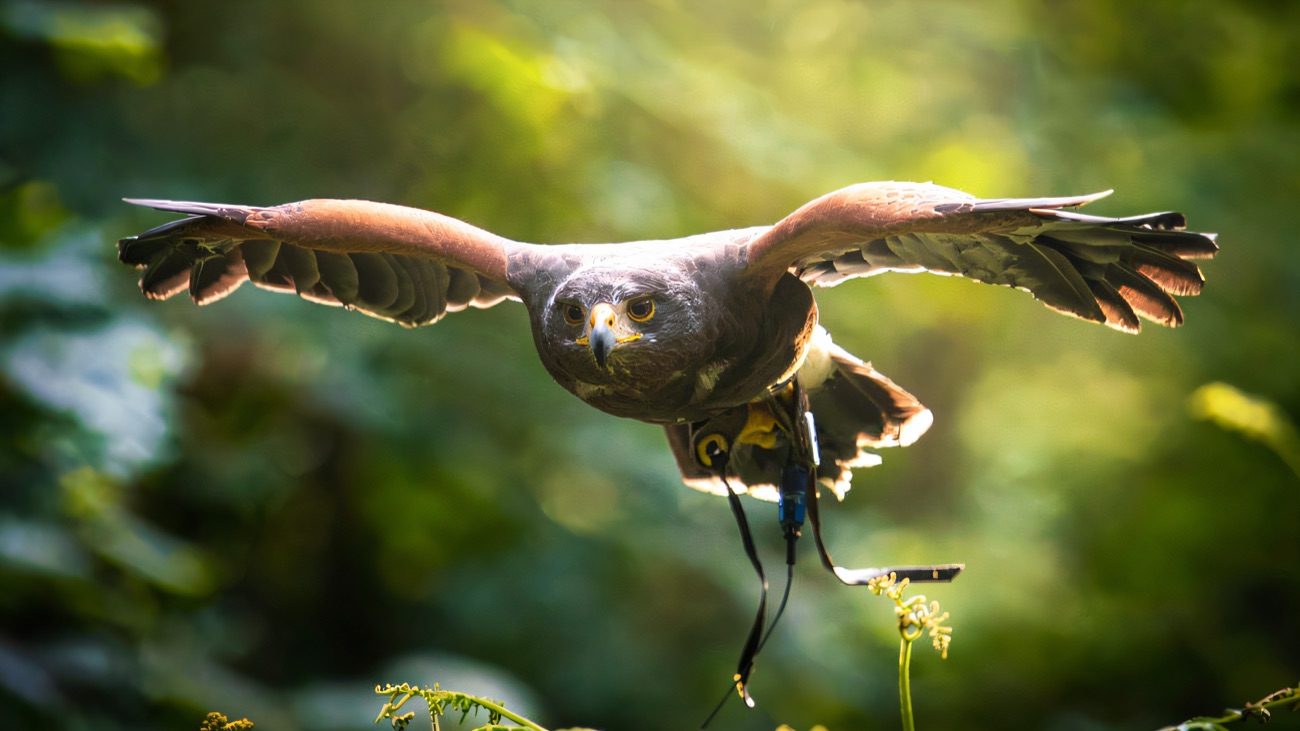 A Harris hawk flying low through green woodland with wings spread wide