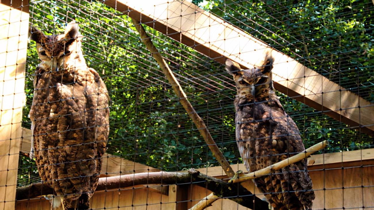Two great horned owls perched on a branch inside a large wooden aviary