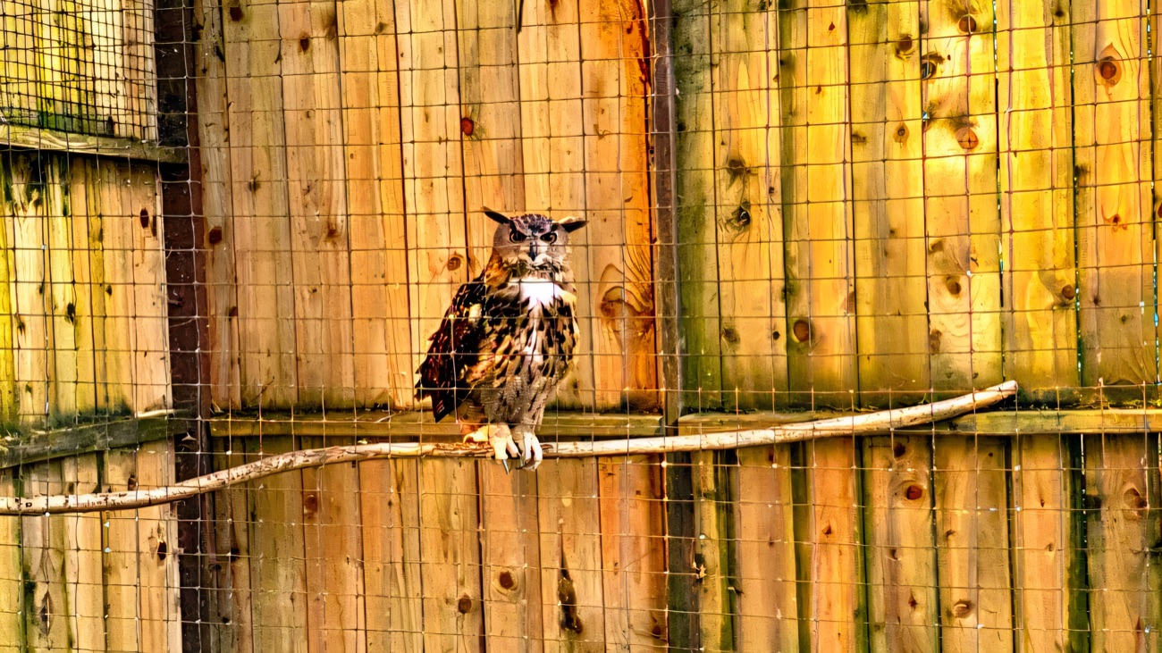 An eagle owl perched on a branch inside a tall timber enclosure at the rescue centre